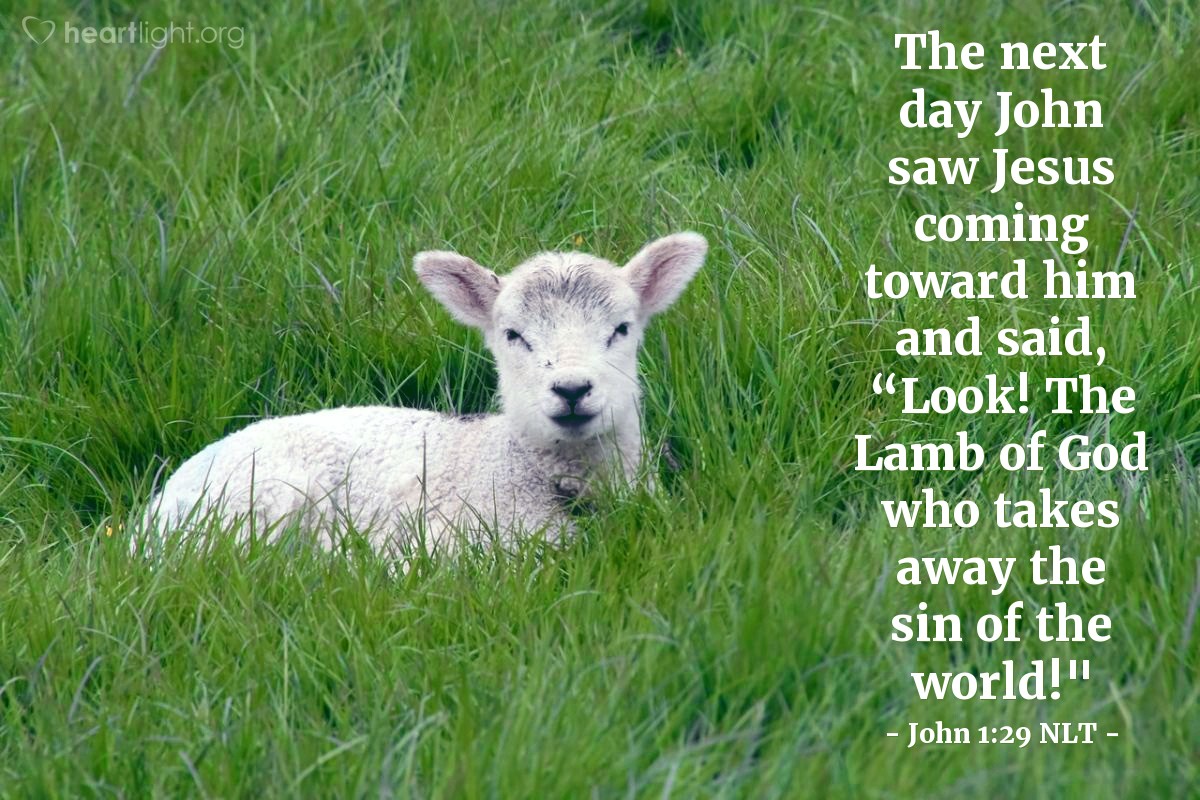 Illustration of John 1:29 NLT — The next day John saw Jesus coming toward him and said, "Look! The Lamb of God who takes away the sin of the world!"