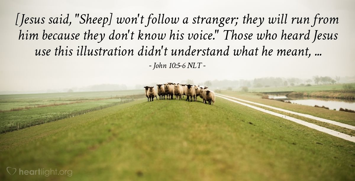 Illustration of John 10:5-6 NLT — [Jesus continued, "Sheep] won't follow a stranger; they will run from him because they don't know his voice."

Those who heard Jesus use this illustration didn't understand what he meant, ...