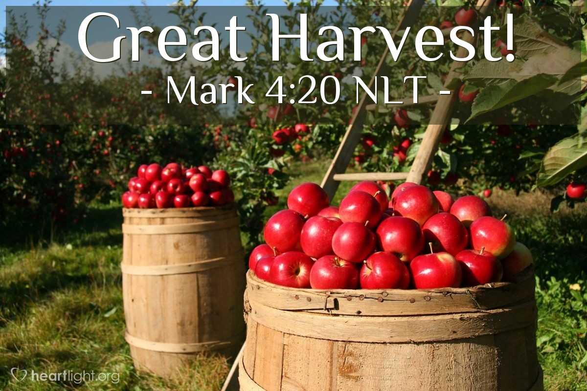 Illustration of Mark 4:20 NLT — "And the seed that fell on good soil represents those who hear and accept God's word and produce a harvest of thirty, sixty, or even a hundred times as much as had been planted!"