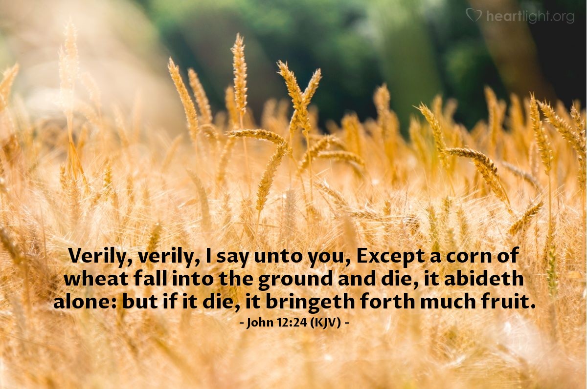 Illustration of John 12:24 (KJV) — Verily, verily, I say unto you, Except a corn of wheat fall into the ground and die, it abideth alone: but if it die, it bringeth forth much fruit.