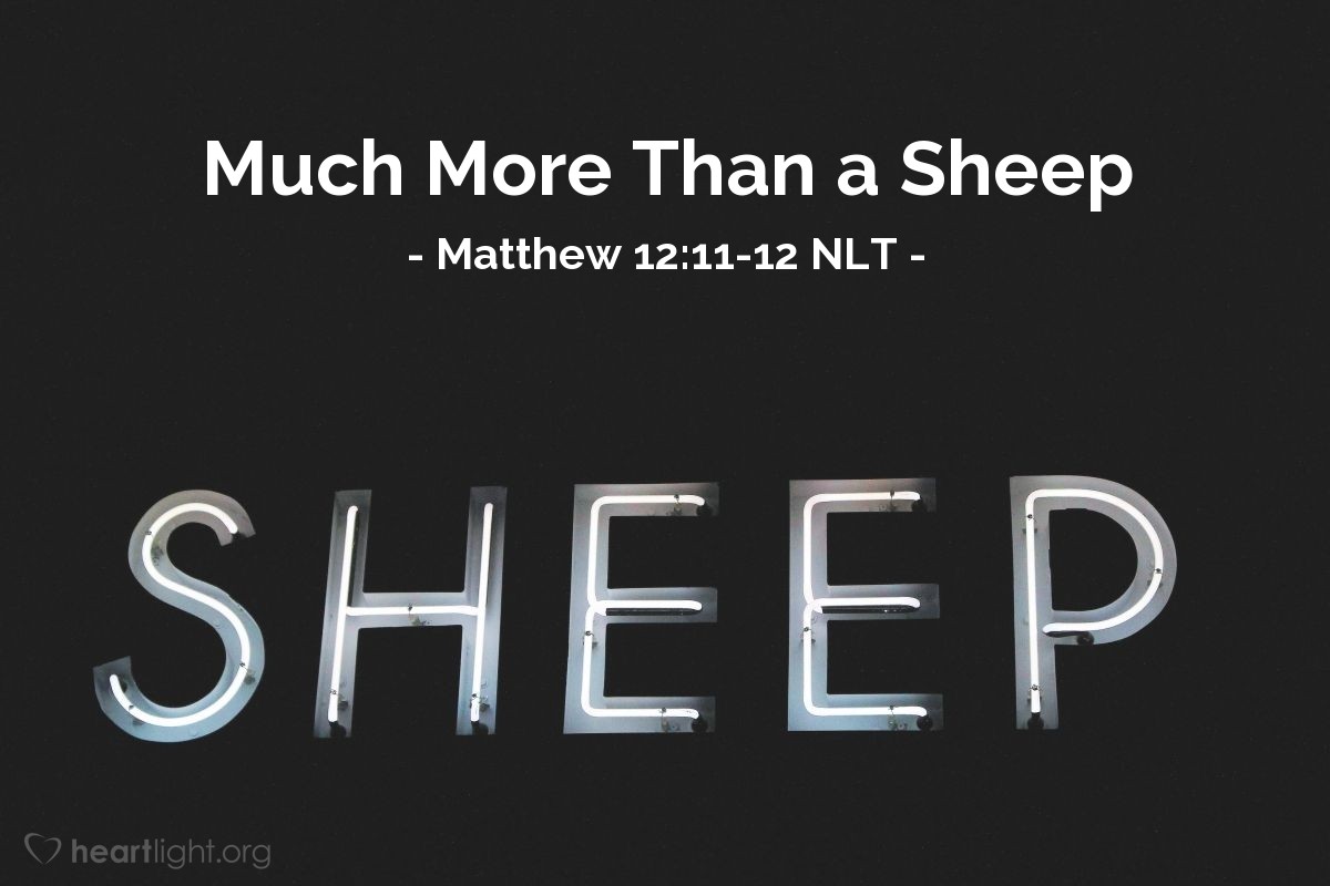 Illustration of Matthew 12:11-12 NLT — "If you had a sheep that fell into a well on the Sabbath, wouldn't you work to pull it out?"