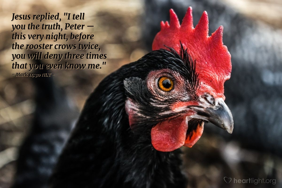 Illustration of Mark 14:30 NLT — Jesus replied, "I tell you the truth, Peter — this very night, before the rooster crows twice, you will deny three times that you even know me."