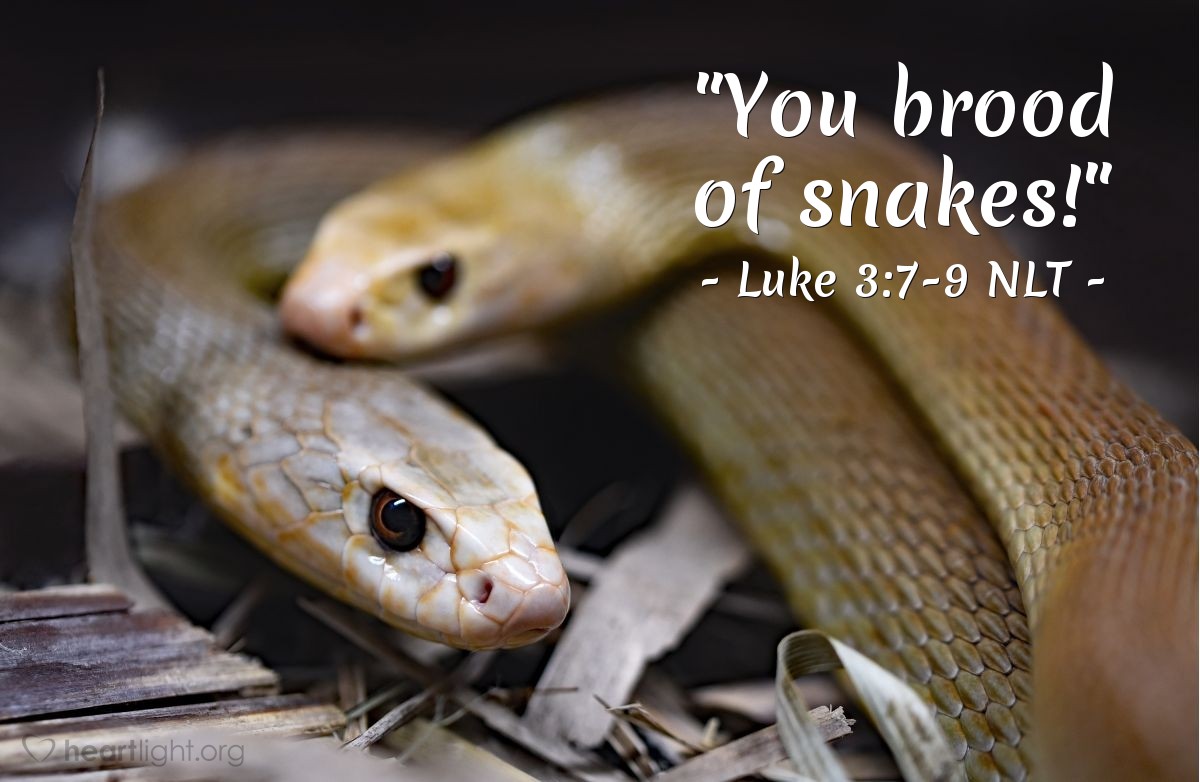 Illustration of Luke 3:7-9 NLT — "You brood of snakes!"