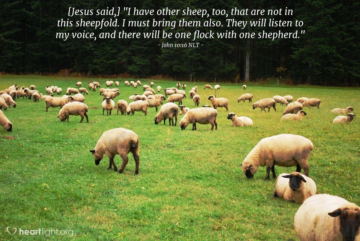 Illustration of John 10:16 NLT — [Jesus continued,] "I have other sheep, too, that are not in this sheepfold. I must bring them also. They will listen to my voice, and there will be one flock with one shepherd."