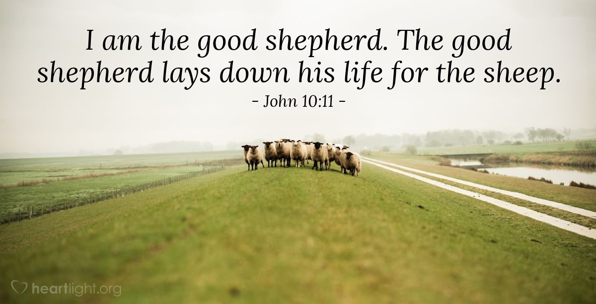 Illustration of John 10:11 — I am the good shepherd. The good shepherd lays down his life for the sheep.