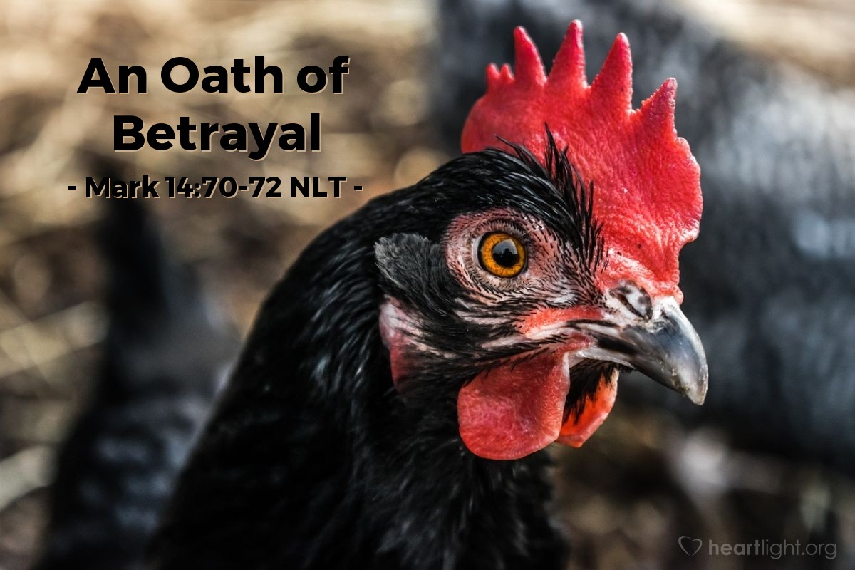 Illustration of Mark 14:70-72 NLT — "Before the rooster crows twice, you will deny three times that you even know me."