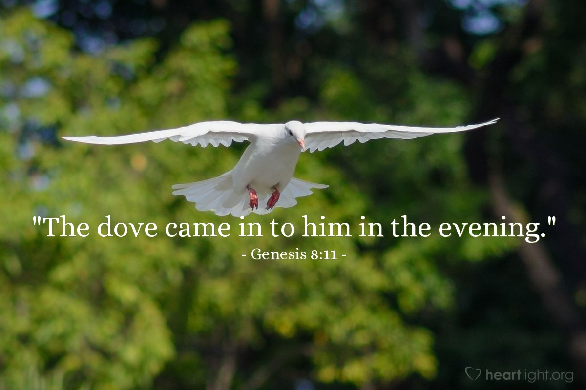Illustration of Genesis 8:11 — "The dove came in to him in the evening."