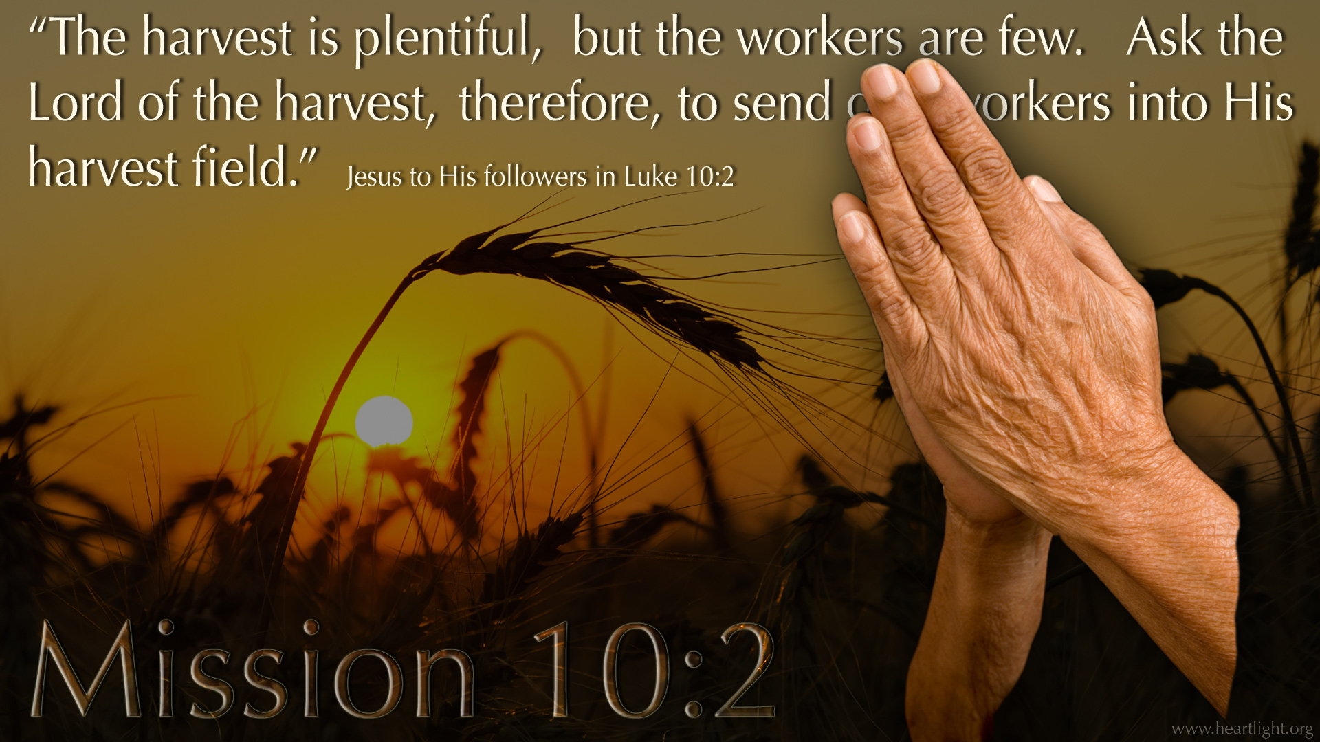 The Harvest Is White In The Bible