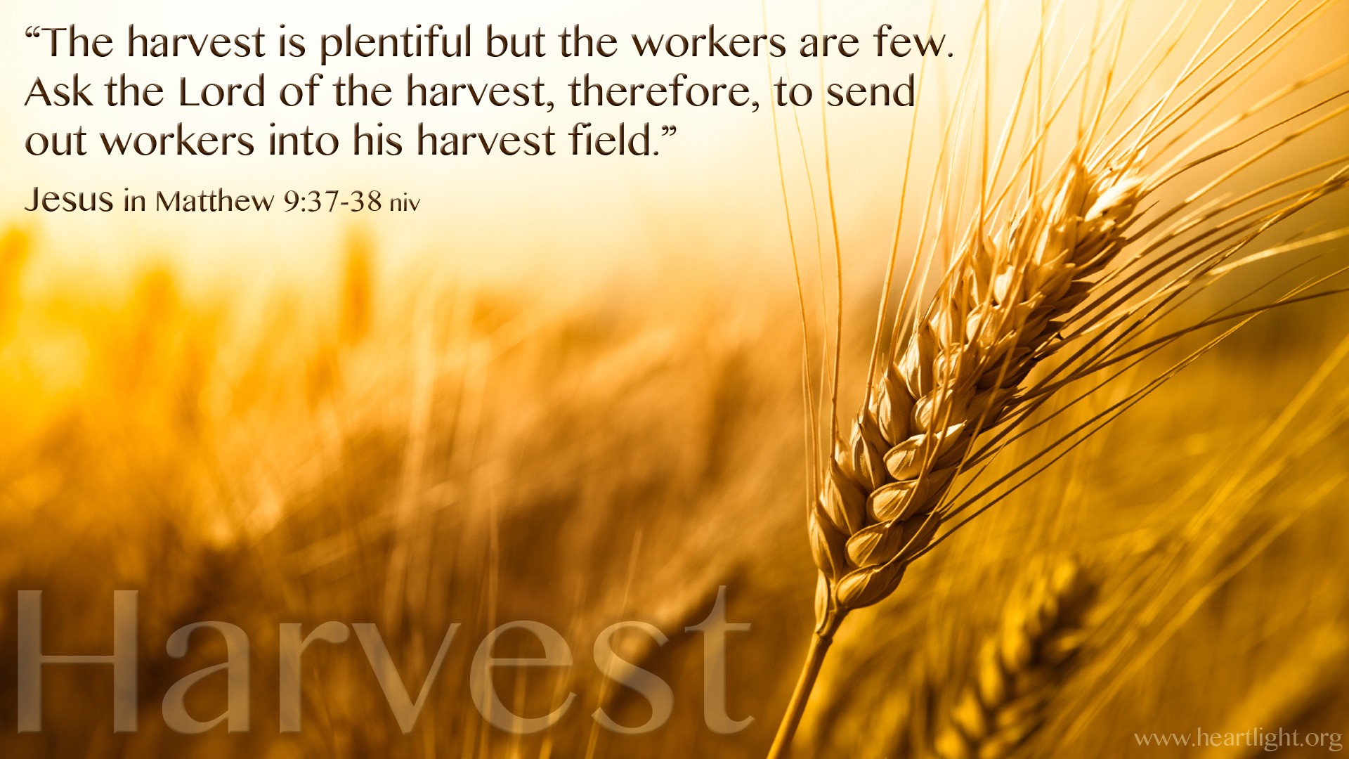 Matthew 9 37 38 Harvest Heartlight Gallery